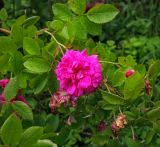 genus Rosa