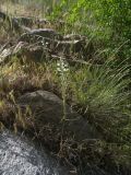 Ornithogalum hajastanum