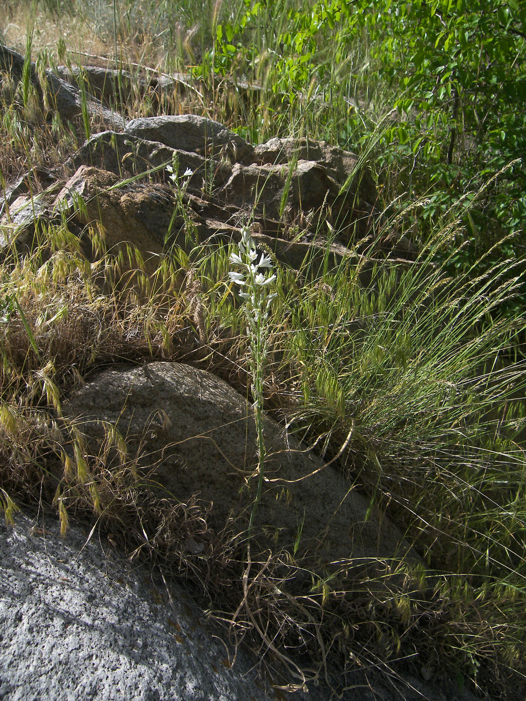 Image of Ornithogalum hajastanum specimen.