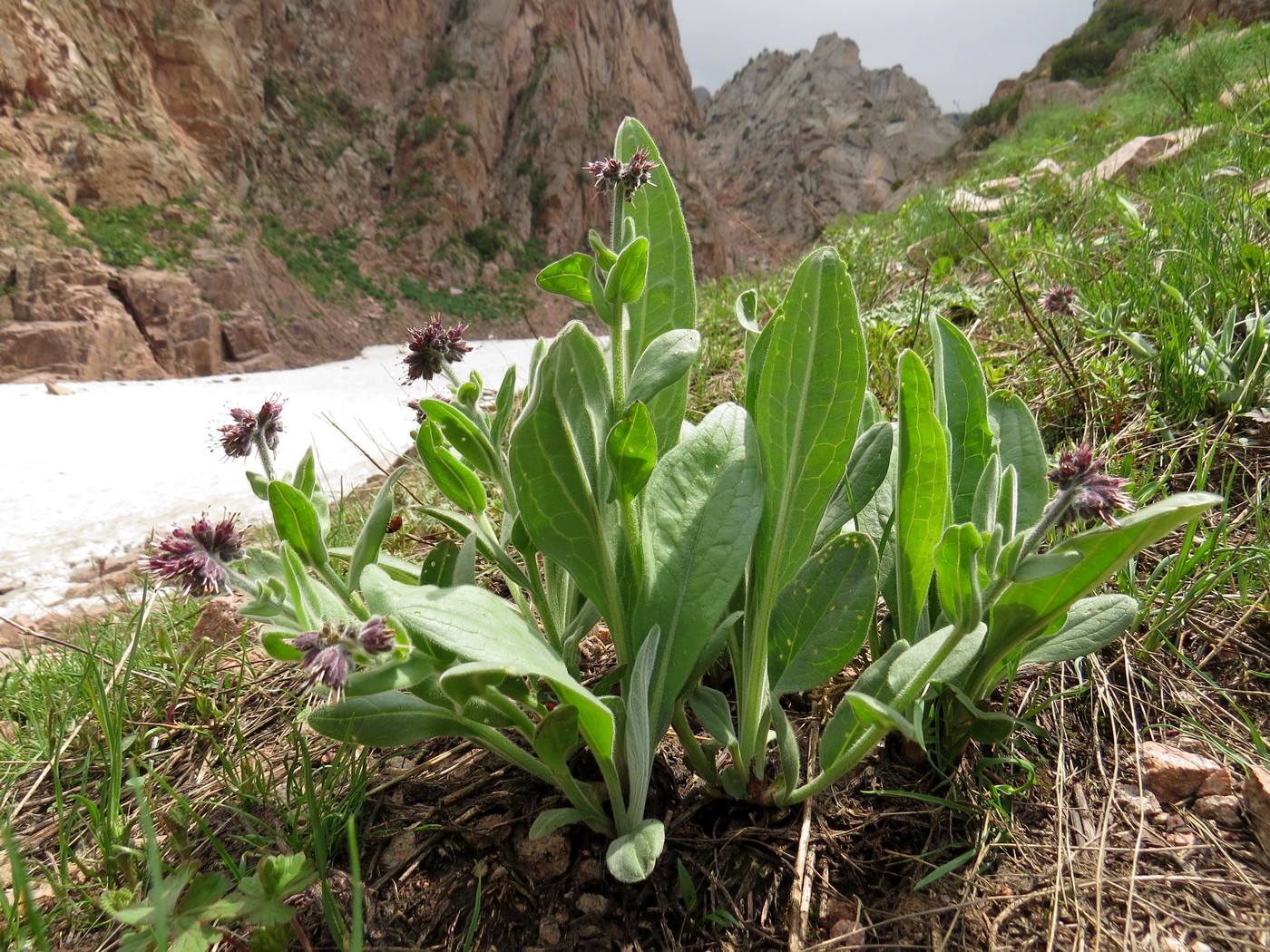 Изображение особи Solenanthus karateginus.