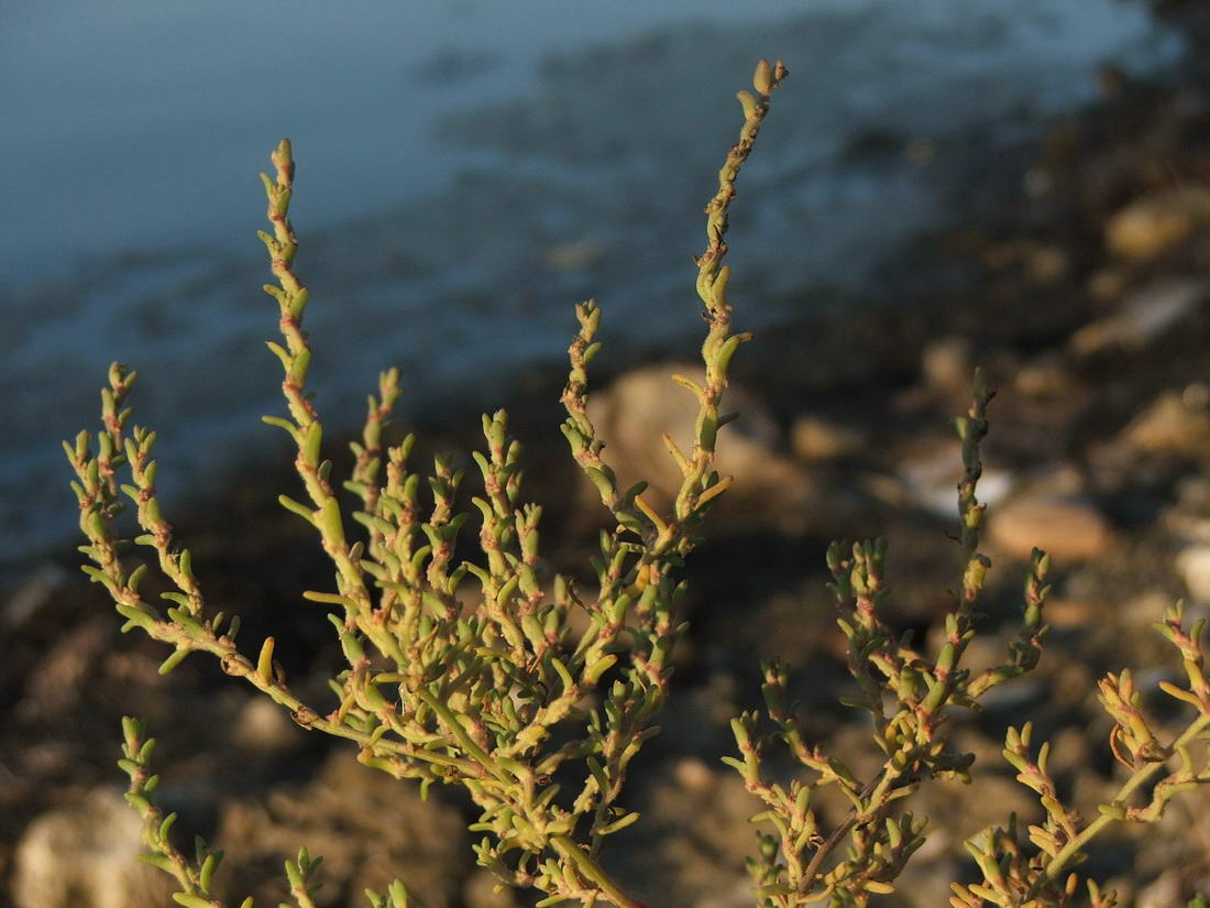 Image of Spirobassia hirsuta specimen.