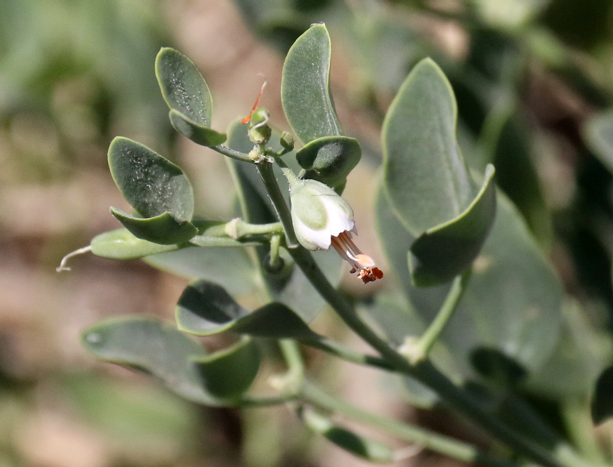 Изображение особи Zygophyllum fabago.