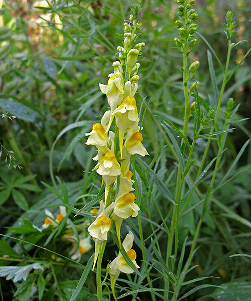 Изображение особи Linaria vulgaris.