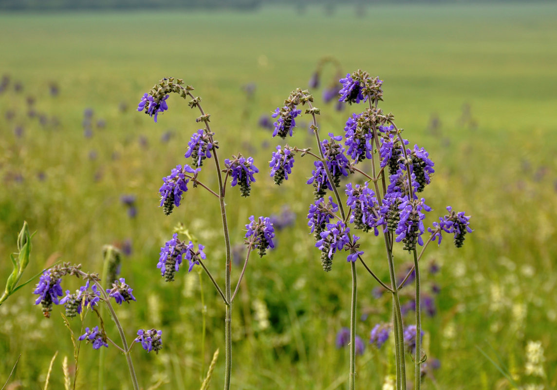 Изображение особи Salvia nutans.