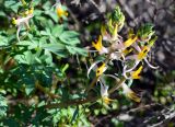 Corydalis ainae