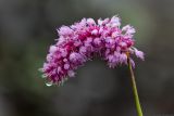 Bistorta officinalis