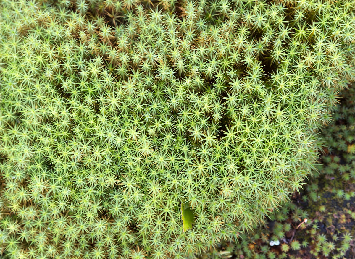 Image of Polytrichum commune specimen.