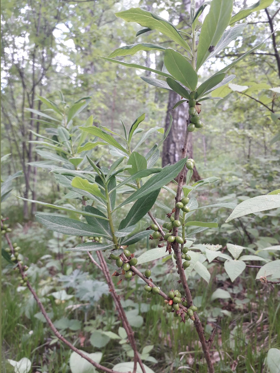 Изображение особи Daphne mezereum.