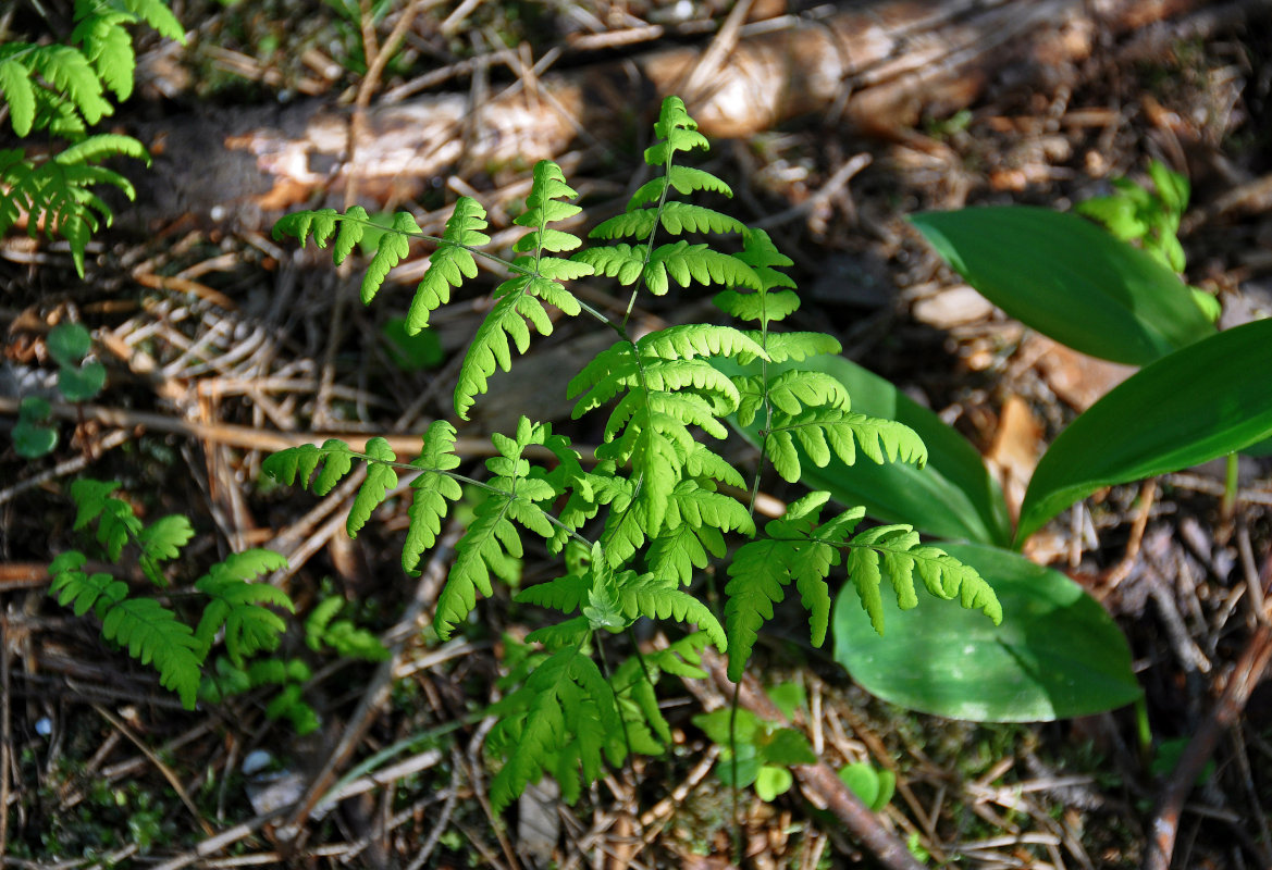 Изображение особи Gymnocarpium dryopteris.