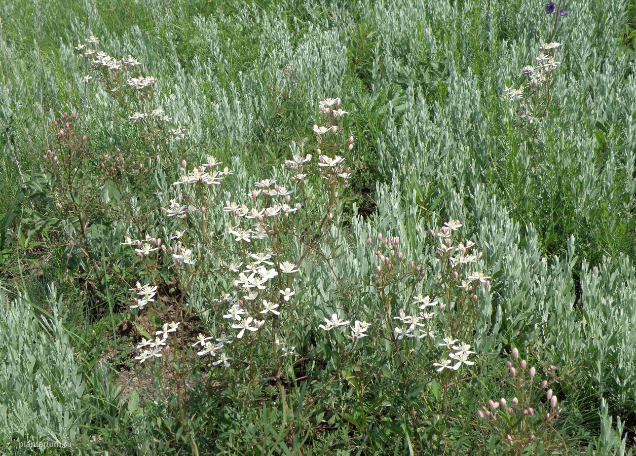 Image of Clematis lathyrifolia specimen.