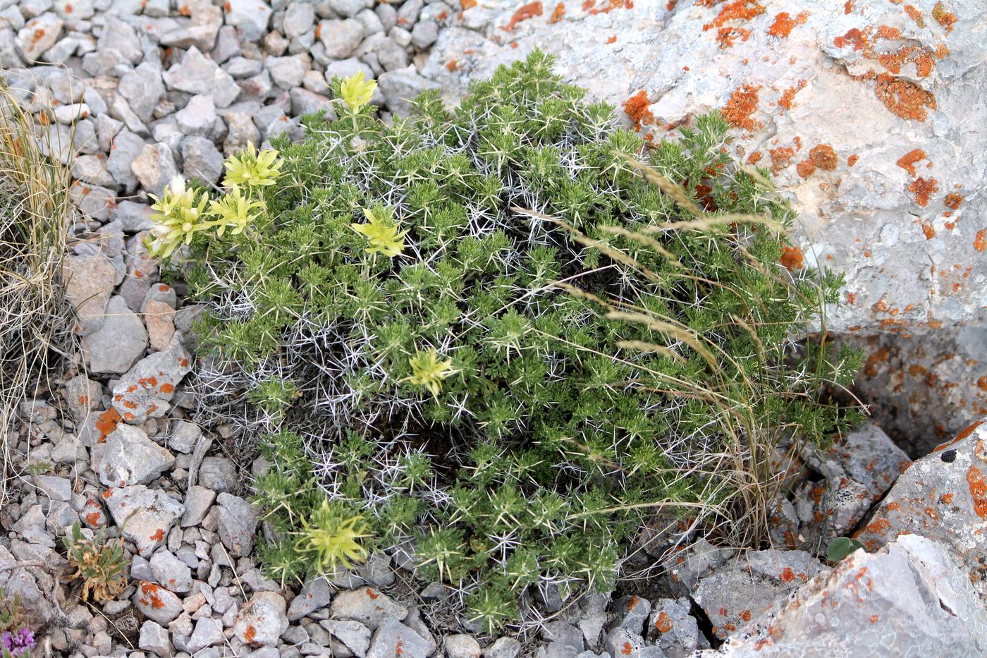 Image of Lagochilus occultiflorus specimen.