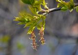 Acer negundo