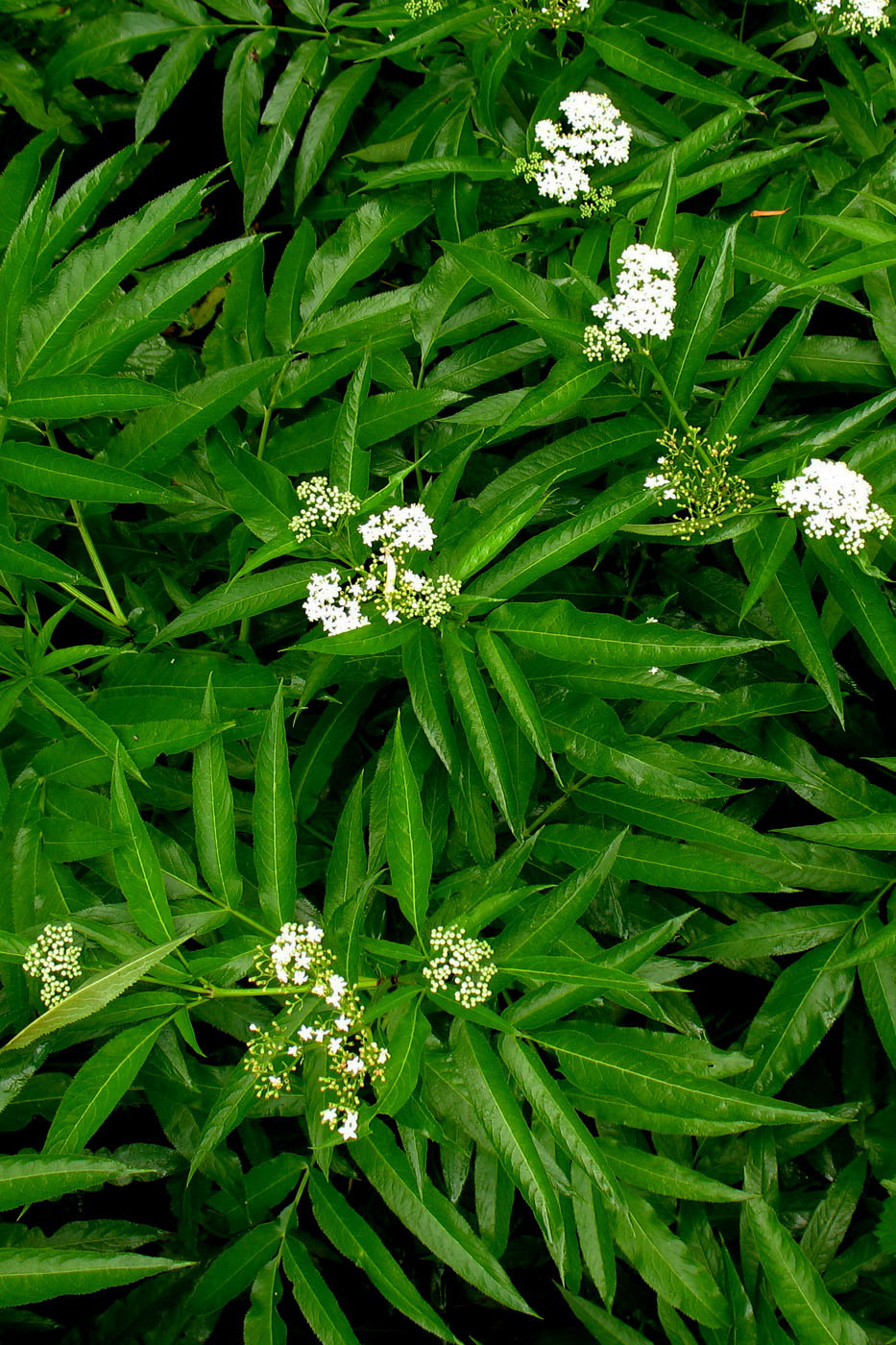 Изображение особи Sambucus ebulus.