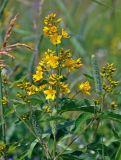 Lysimachia vulgaris. Верхушка побега с соцветием. Московская обл., Раменский гор. округ, окр. пос. Гжель, луг. 01.07.2020.