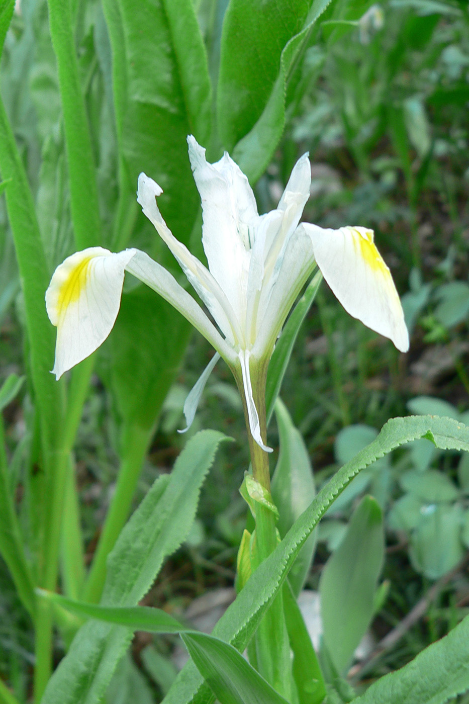 Image of Juno vicaria specimen.