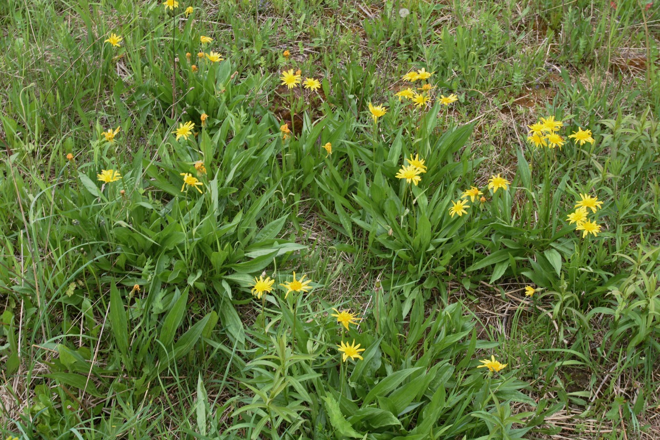 Image of Scorzonera humilis specimen.