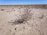 Limonium suffruticosum