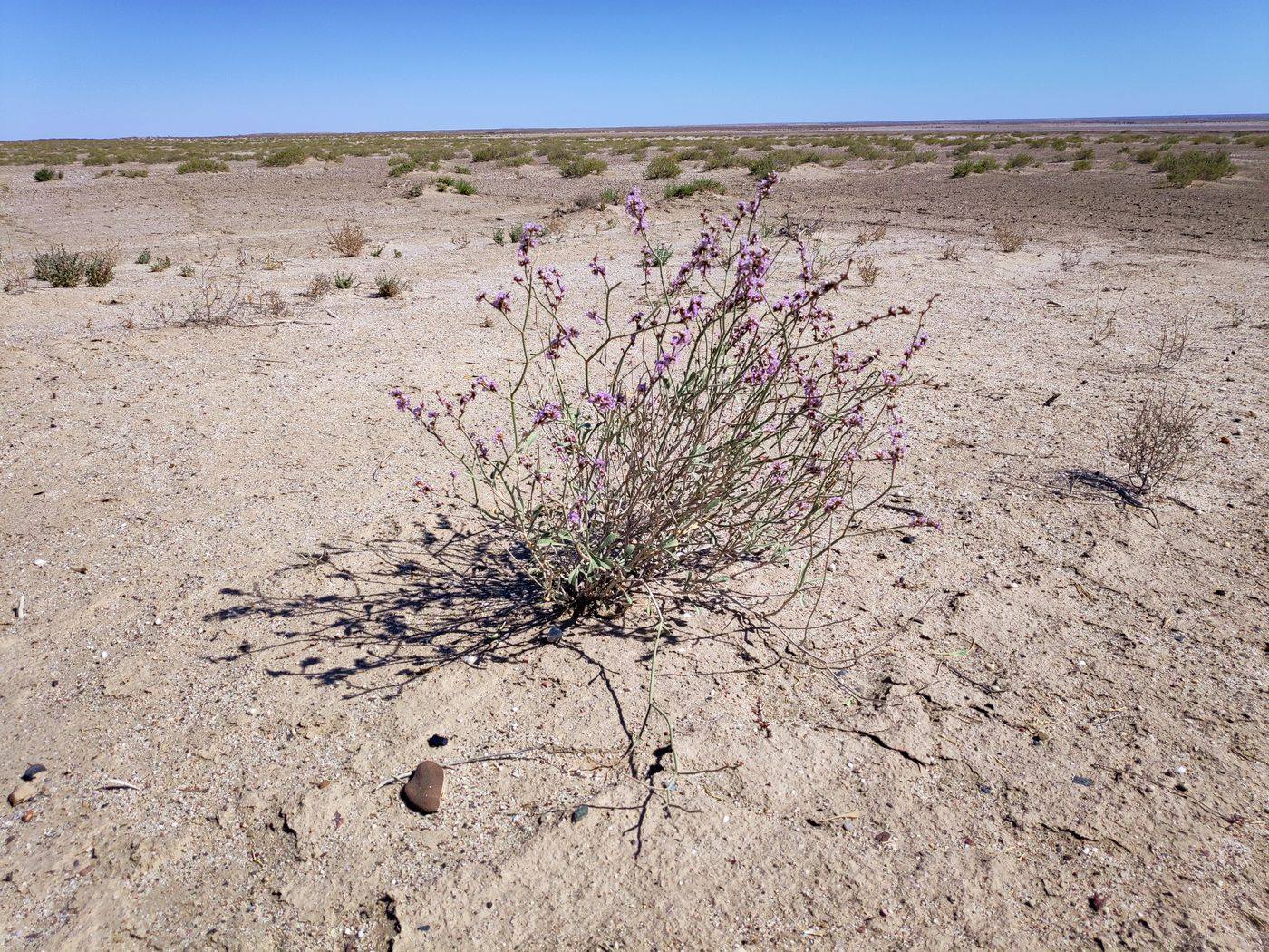 Изображение особи Limonium suffruticosum.