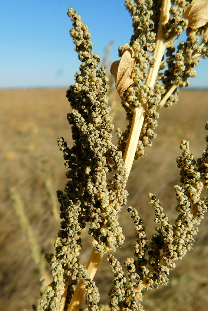 Изображение особи Chenopodium album.