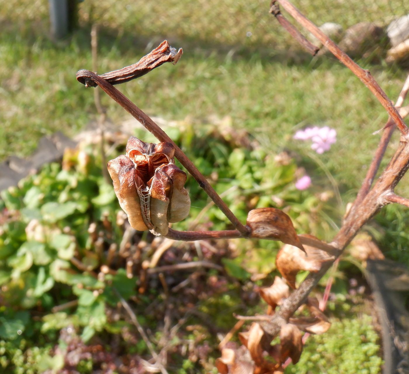 Image of Lilium lancifolium specimen.