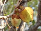 genus Annona