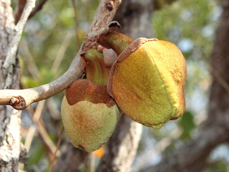 Image of genus Annona specimen.