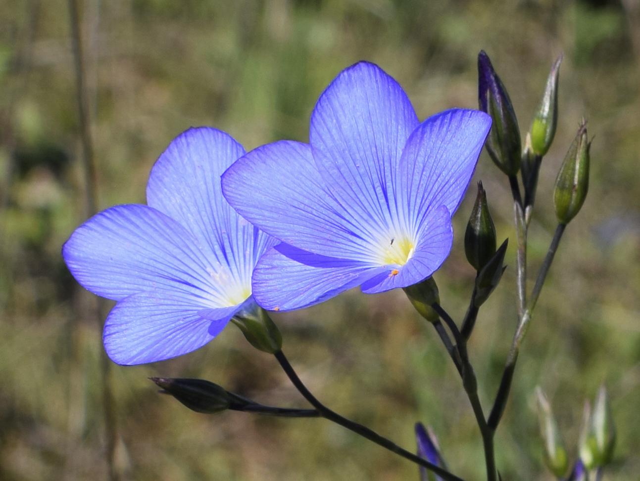 Image of Linum narbonense specimen.