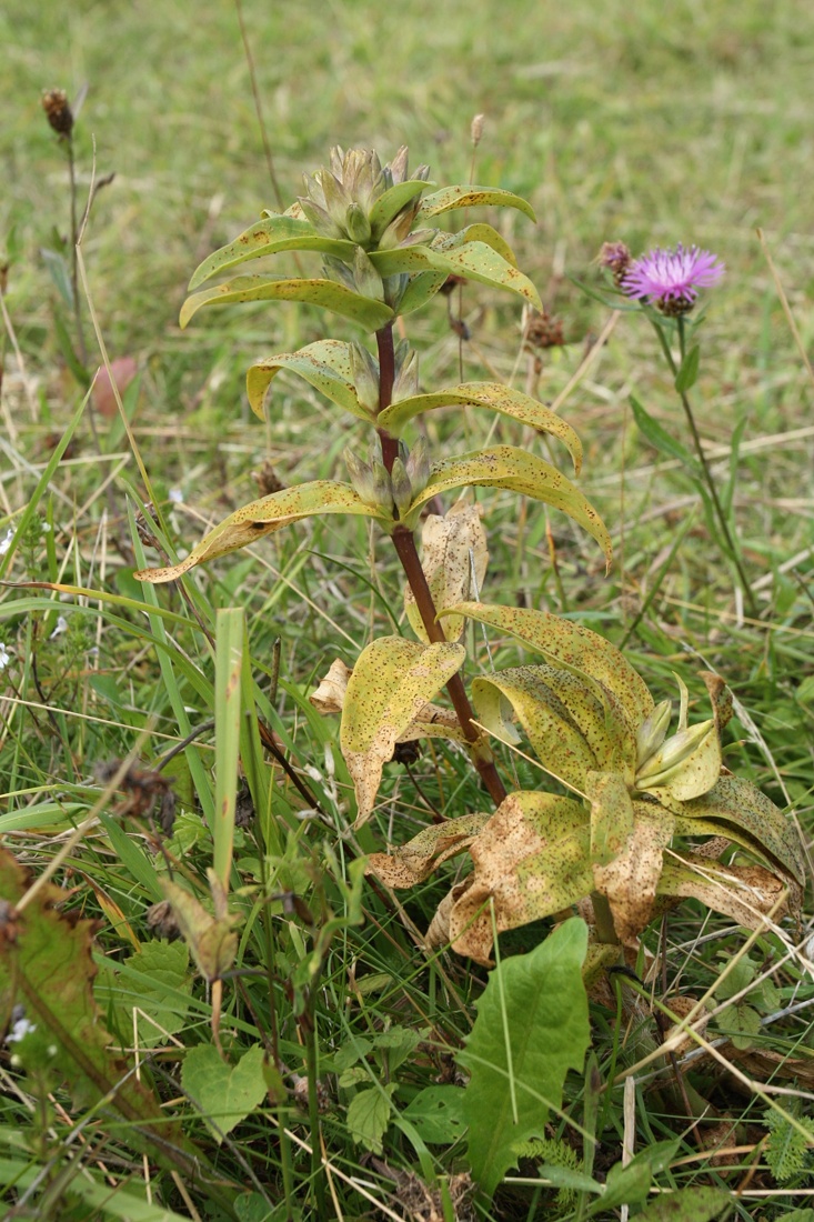 Image of Gentiana cruciata specimen.