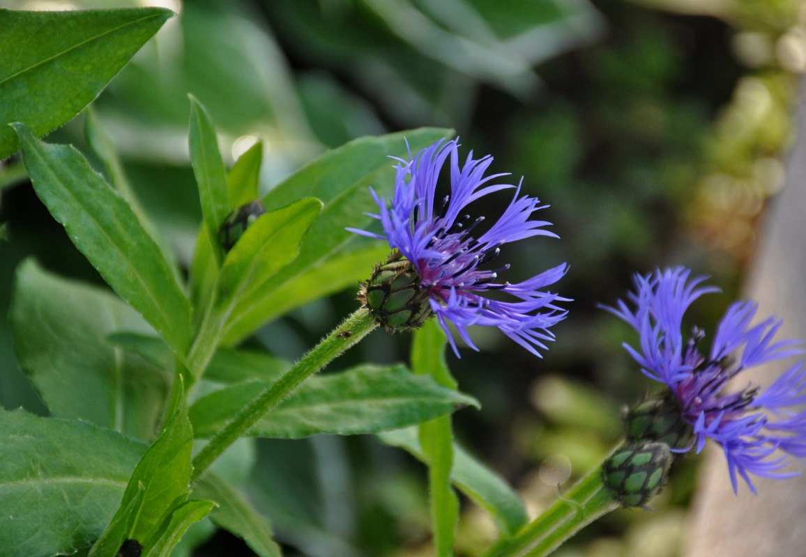 Image of Centaurea montana specimen.