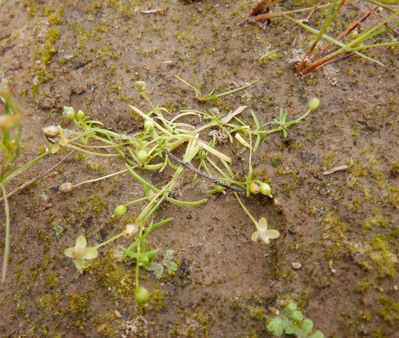 Изображение особи Sagina procumbens.