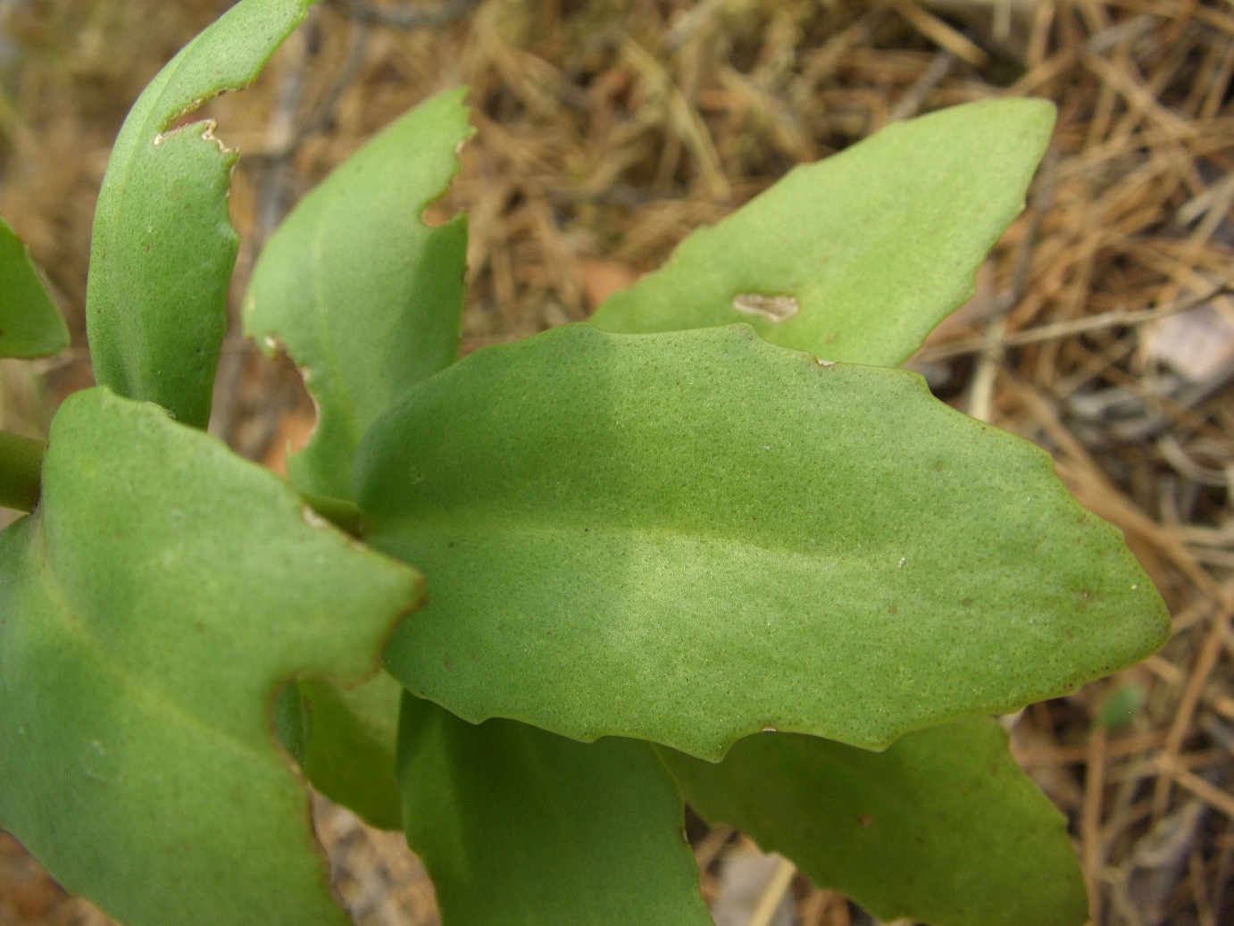 Image of Hylotelephium maximum specimen.