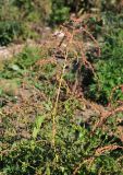 Atriplex patula