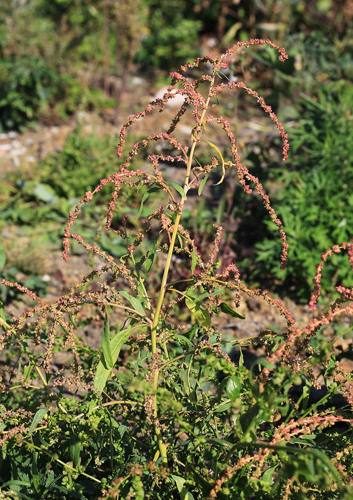 Изображение особи Atriplex patula.