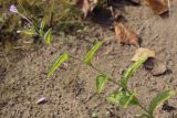 Epilobium smyrneum. Цветущий побег. Пермский край, Оханский р-н, Тулумбаихинское сельское поселение, Кунчурихинский бор, часто затапливаемый песчаный берег. 27.09.2020.