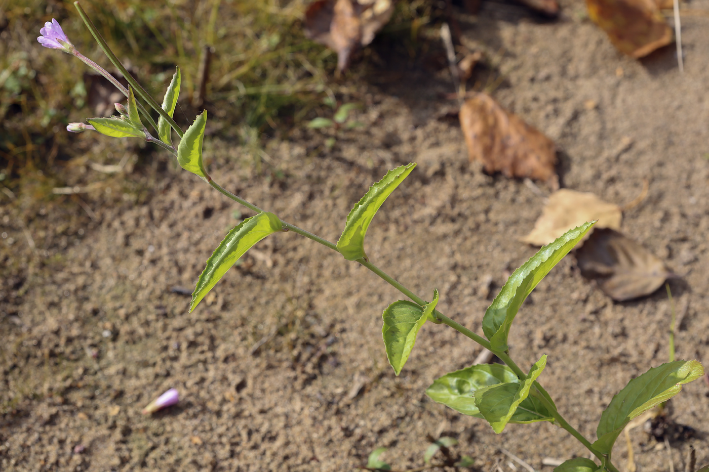 Image of Epilobium smyrneum specimen.