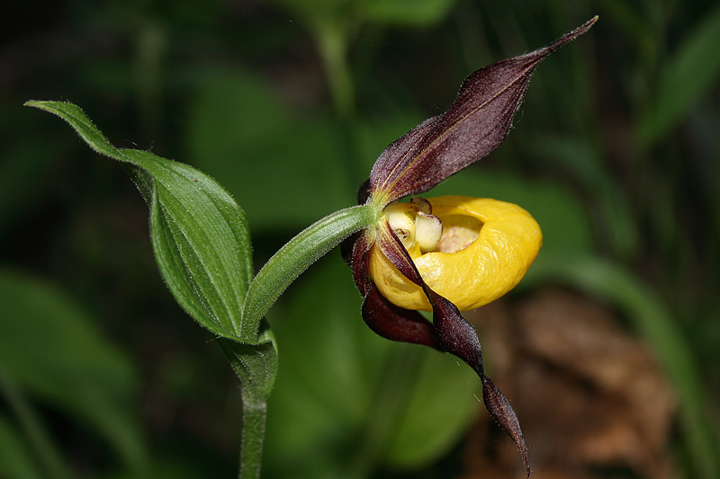 Image of Cypripedium calceolus specimen.