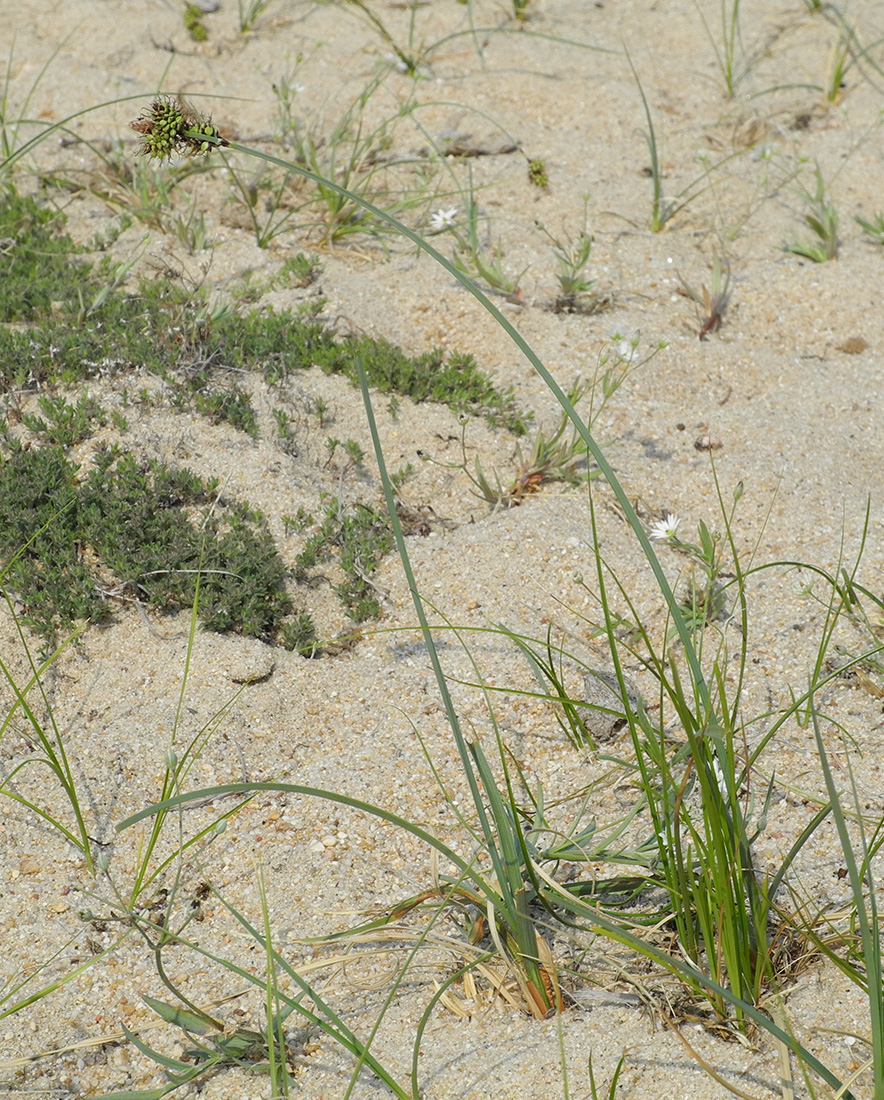 Изображение особи Carex sabulosa.