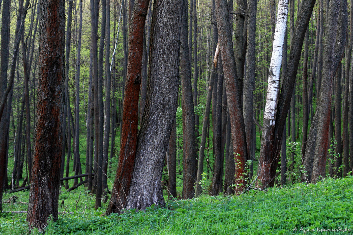 Изображение особи Alnus glutinosa.