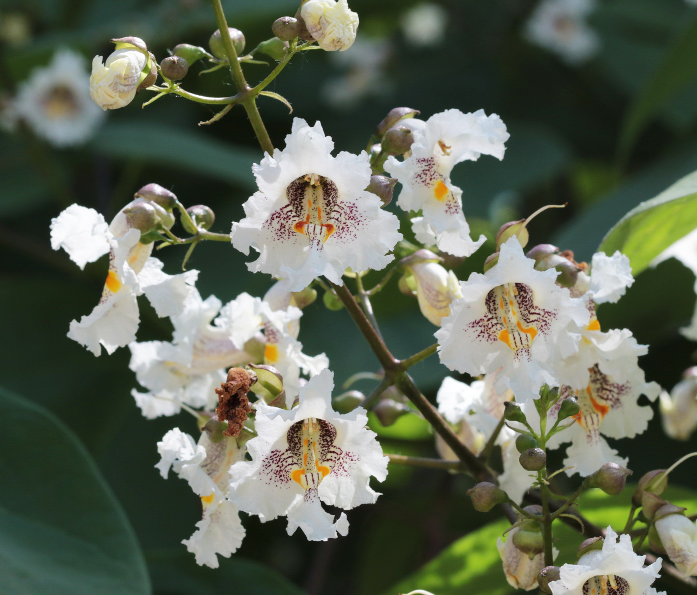 Image of Catalpa bignonioides specimen.