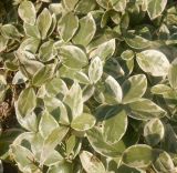 Vinca minor форма argenteo-variegata. Верхушки побегов. Тверская обл., г. Тверь, Заволжский р-н, ботанический сад ТвГУ, в культуре. 11 апреля 2020 г.