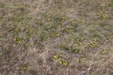 Potentilla humifusa