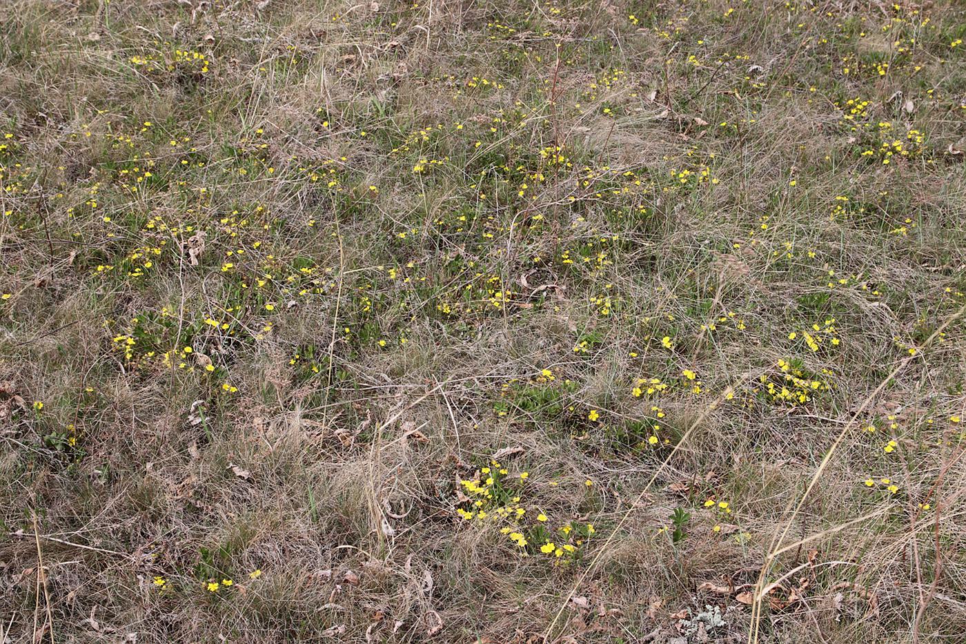 Изображение особи Potentilla humifusa.