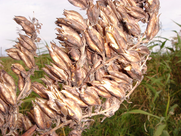 Изображение особи Veratrum oxysepalum.