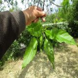 Fraxinus excelsior variety diversifolia. Верхушка ветви. Крым, г. Евпатория, Дендрарий.
