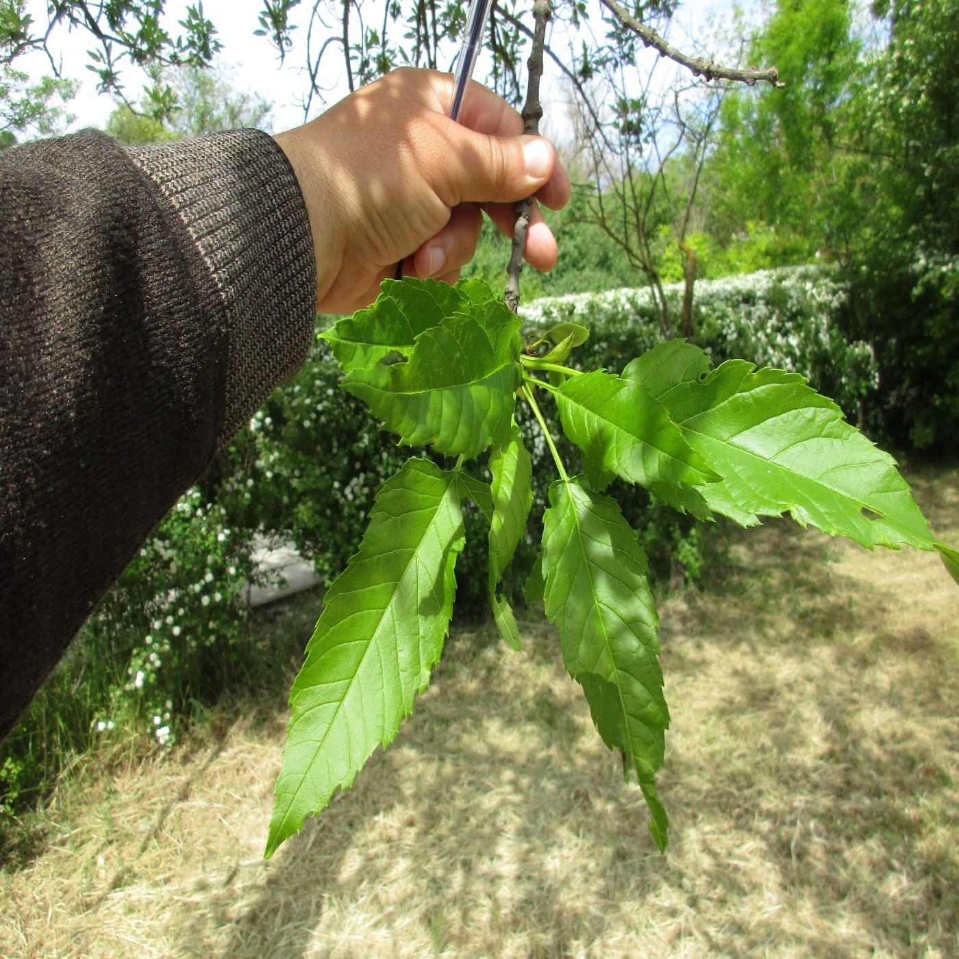 Image of Fraxinus excelsior var. diversifolia specimen.