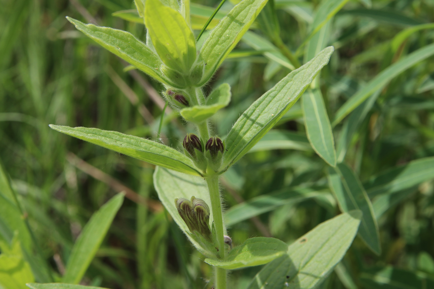 Image of Ajuga laxmannii specimen.