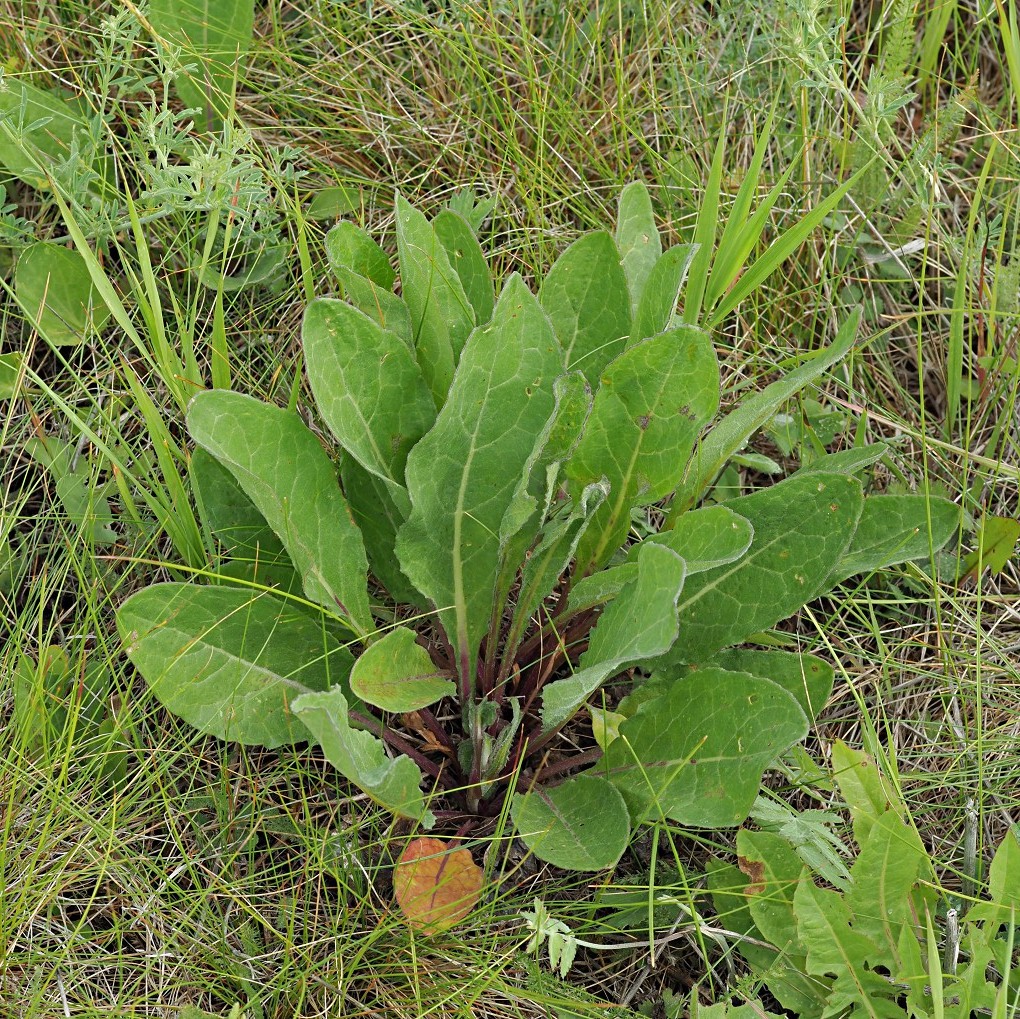 Изображение особи Senecio paucifolius.