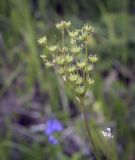 Filipendula vulgaris. Верхушка плодоносящего растения. Пермский край, Кунгурский р-н, окр. с. Плехановское, восточнее ур. Спасская гора, разнотравный луг. 19.06.2021.