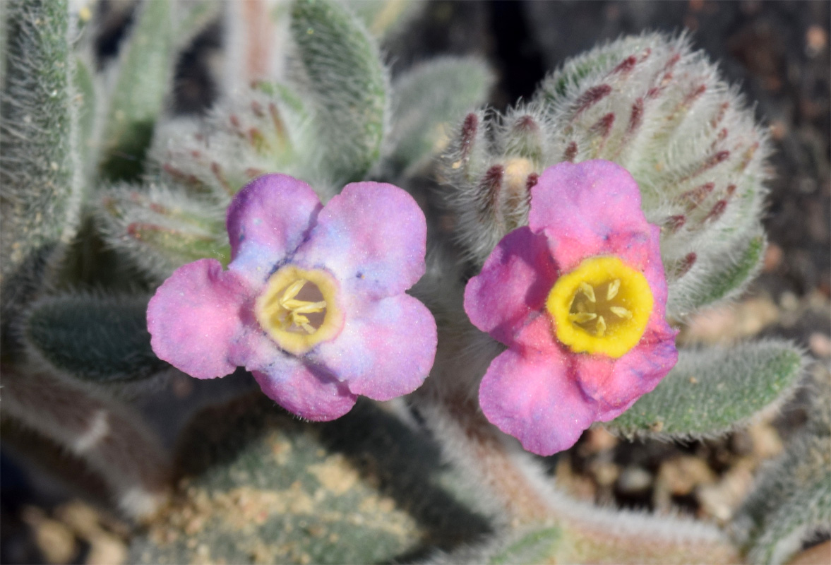 Изображение особи Arnebia obovata.