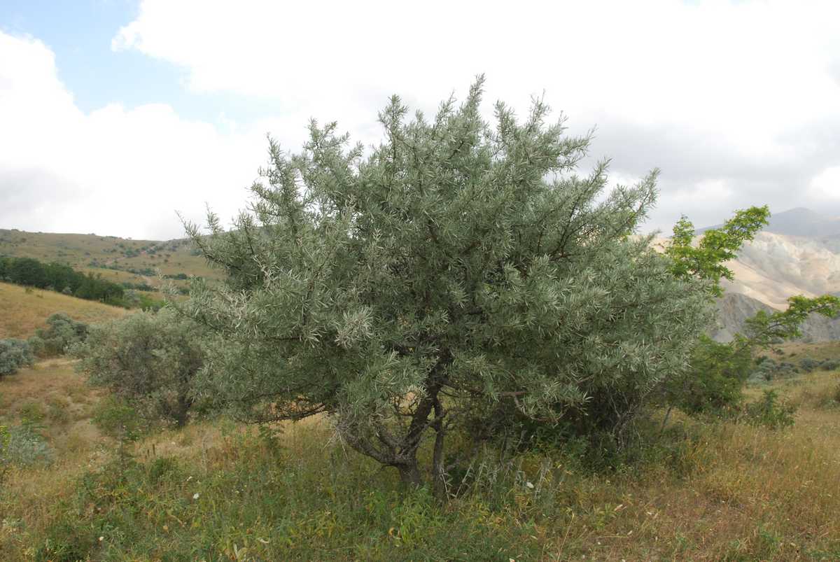 Image of Pyrus salicifolia specimen.